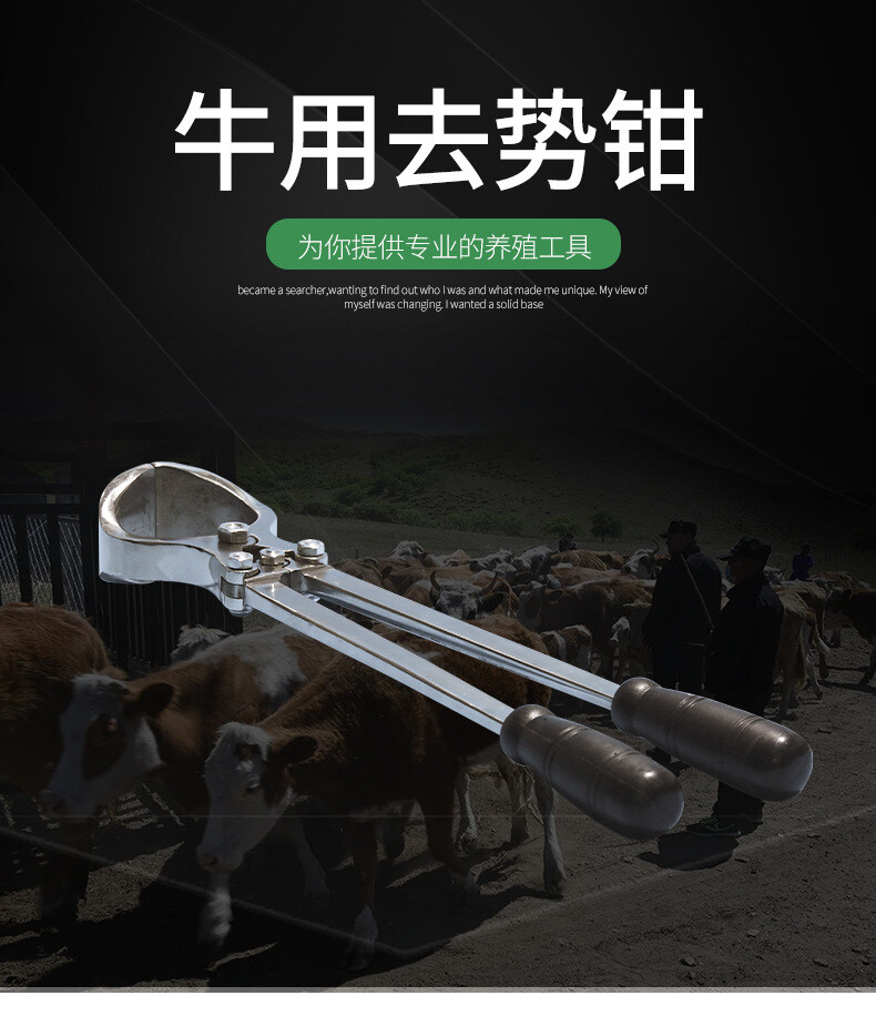 牛用去势钳不锈钢牛用无血去势钳阉割骟牛工具钳牛去势钳夹蛋钳畜牧养殖器械